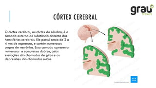 CÓRTEX CEREBRAL
O córtex cerebral, ou córtex do cérebro, é a
camada externa de substância cinzenta dos
hemisférios cerebrais. Ele possui cerca de 2 a
4 mm de espessura, e contém numerosos
corpos de neurônios. Essa camada apresenta
numerosas e complexas dobras, cujas
elevações são chamadas de giros e as
depressões são chamadas sulcos.
 