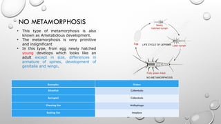 Springtail Metamorphasis 69883713271-Metamorphosis-in-Insects.pptx