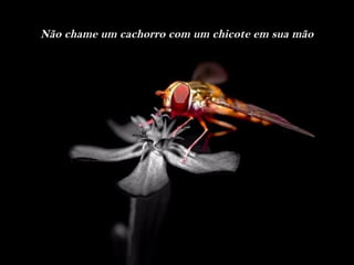 Não chame um cachorro com um chicote em sua mão
 
