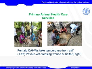 CAHWs activity | PPTX