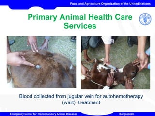 AI Technical Unit
Food and Agriculture Organization of the United Nations
Emergency Center for Transboundary Animal Diseases Bangladesh
Primary Animal Health Care
Services
1
Blood collected from jugular vein for autohemotherapy
(wart) treatment
 