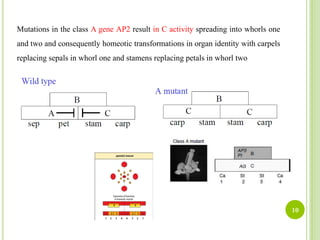 ABC model of flower development | PDF