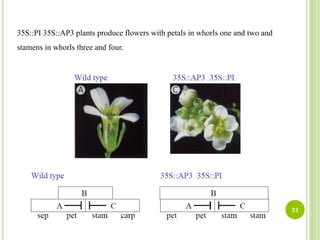 ABC model of flower development | PDF
