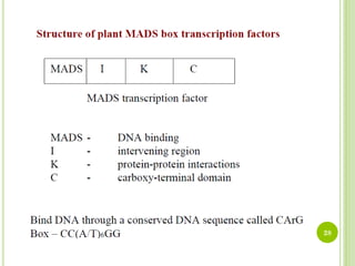 ABC model of flower development | PDF