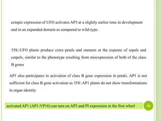 Ap3 Dev ABC model of flower development | PDF