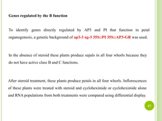 ABC model of flower development | PDF