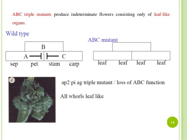 Plant ABC Model