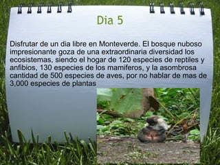 Dia 5 Disfrutar de un dia libre en Monteverde. El bosque nuboso impresionante goza de una extraordinaria diversidad los ecosistemas, siendo el hogar de 120 especies de reptiles y anfibios, 130 especies de los mamiferos, y la asombrosa cantidad de 500 especies de aves, por no hablar de mas de 3,000 especies de plantas 