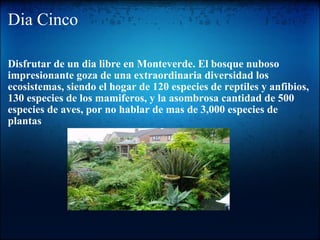 Dia Cinco Disfrutar de un dia libre en Monteverde. El bosque nuboso impresionante goza de una extraordinaria diversidad los ecosistemas, siendo el hogar de 120 especies de reptiles y anfibios, 130 especies de los mamiferos, y la asombrosa cantidad de 500 especies de aves, por no hablar de mas de 3,000 especies de plantas 