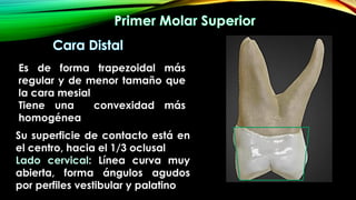Anatomía interna y externa de las Molare Superior e inferior pdf | PDF