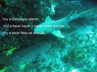Day 5 Voy a Galopagos islands      Voy a hacer kayak y nadar contra animale.    Voy a sacar fotos de animale   