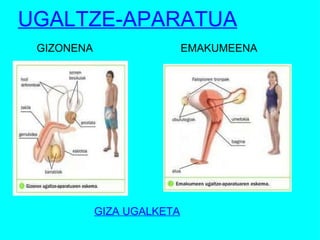 EMAKUMEENA UGALTZE-APARATUA GIZONENA GIZA UGALKETA