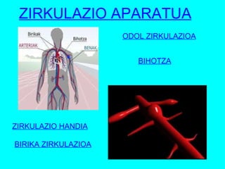 ODOL ZIRKULAZIOA BIHOTZA ZIRKULAZIO HANDIA BIRIKA ZIRKULAZIOA ZIRKULAZIO APARATUA