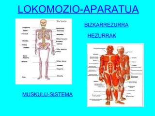 BIZKARREZURRA MUSKULU-SISTEMA LOKOMOZIO-APARATUA HEZURRAK