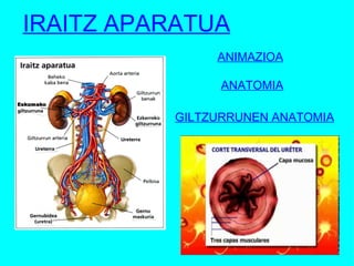 IRAITZ APARATUA ANIMAZIOA ANATOMIA GILTZURRUNEN ANATOMIA
