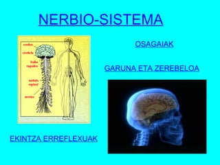 NERBIO-SISTEMA OSAGAIAK GARUNA ETA ZEREBELOA EKINTZA ERREFLEXUAK