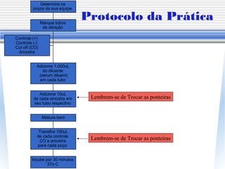 Protocolo da Prática
Controle (+)
Controle (-)
Cut off (CO)
Amostra
Incube por 30 minutos
37o C
Transfira 100uL
de cada controle
CO e amostra
para cada poço
Misture bem
Adicione 10uL
de cada amostra em
seu tubo respectivo
Adicione 1.000uL
do diluente
(serum diluent)
em cada tubo
Marque tubos
de diluição
Determine os
poços da sua equipe
Lembrem-se de Trocar as ponteiras
Lembrem-se de Trocar as ponteiras
 