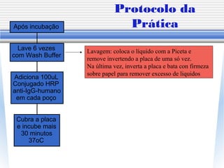 Protocolo da
Prática
Cubra a placa
e incube mais
30 minutos
37oC
Adiciona 100uL
Conjugado HRP
anti-IgG-humano
em cada poço
Lave 6 vezes
com Wash Buffer
Após incubação
Lavagem: coloca o líquido com a Piceta e
remove invertendo a placa de uma só vez.
Na última vez, inverta a placa e bata con firmeza
sobre papel para remover excesso de liquidos
 