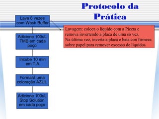 Adicione 100uL
Stop Solution
em cada poço
Formará uma
coloração AZUL
Incube 10 min
em T.A.
Adicione 100uL
TMB em cada
poço
Lave 6 vezes
com Wash Buffer
Protocolo da
Prática
Lavagem: coloca o líquido com a Piceta e
remova invertendo a placa de uma só vez.
Na última vez, inverta a placa e bata con firmeza
sobre papel para remover excesso de liquidos
 
