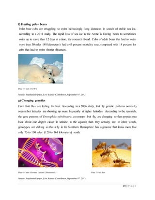 19 | P a g e
f) Hurting polar bears
Polar bear cubs are struggling to swim increasingly long distances in search of stable sea ice,
according to a 2011 study. The rapid loss of sea ice in the Arctic is forcing bears to sometimes
swim up to more than 12 days at a time, the research found. Cubs of adult bears that had to swim
more than 30 miles (48 kilometers) had a 45 percent mortality rate, compared with 18 percent for
cubs that had to swim shorter distances.
Plate 5: Credit: USFWS
Source: Stephanie Pappas, Live Science Contributor, September 07, 2012
g) Changing genetics
Even fruit flies are feeling the heat. According to a 2006 study, fruit fly genetic patterns normally
seen at hot latitudes are showing up more frequently at higher latitudes. According to the research,
the gene patterns of Drosophila subobscura, a common fruit fly, are changing so that populations
look about one degree closer in latitude to the equator than they actually are. In other words,
genotypes are shifting so that a fly in the Northern Hemisphere has a genome that looks more like
a fly 75 to 100 miles (120 to 161 kilometers) south.
Plate 6: Credit: Giovanni Cancemi | Shutterstock Plate 7: Fruit flies
Source: Stephanie Pappas, Live Science Contributor, September 07, 2012
 