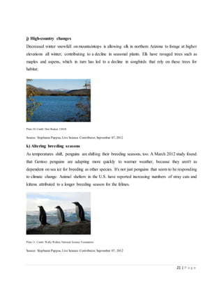 21 | P a g e
j) High-country changes
Decreased winter snowfall on mountaintops is allowing elk in northern Arizona to forage at higher
elevations all winter, contributing to a decline in seasonal plants. Elk have ravaged trees such as
maples and aspens, which in turn has led to a decline in songbirds that rely on these trees for
habitat.
Plate 10: Credit: Don Becker, USGS
Source: Stephanie Pappas, Live Science Contributor, September 07, 2012
k) Altering breeding seasons
As temperatures shift, penguins are shifting their breeding seasons, too. A March 2012 study found
that Gentoo penguins are adapting more quickly to warmer weather, because they aren't as
dependent on sea ice for breeding as other species. It's not just penguins that seem to be responding
to climate change. Animal shelters in the U.S. have reported increasing numbers of stray cats and
kittens attributed to a longer breeding season for the felines.
Plate 11: Credit: Wally Walker, National Science Foundation
Source: Stephanie Pappas, Live Science Contributor, September 07, 2012
 