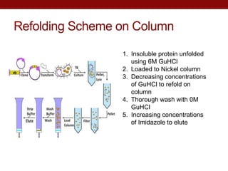 Refolding Scheme on Column
1. Insoluble protein unfolded
using 6M GuHCl
2. Loaded to Nickel column
3. Decreasing concentrations
of GuHCl to refold on
column
4. Thorough wash with 0M
GuHCl
5. Increasing concentrations
of Imidazole to elute
 