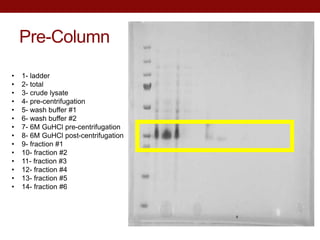 Pre-Column
• 1- ladder
• 2- total
• 3- crude lysate
• 4- pre-centrifugation
• 5- wash buffer #1
• 6- wash buffer #2
• 7- 6M GuHCl pre-centrifugation
• 8- 6M GuHCl post-centrifugation
• 9- fraction #1
• 10- fraction #2
• 11- fraction #3
• 12- fraction #4
• 13- fraction #5
• 14- fraction #6
 