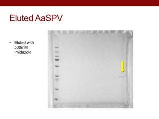 Eluted AaSPV
• Eluted with
500mM
Imidazole
 