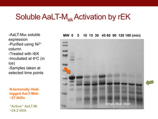 Soluble AaLT-Mek Activation by rEK
MW 0 5 10 15 30 45 60 90 120 180 (min)
Simply Blue Stain
30
25
-AaLT-Mek soluble
expression
-Purified using Ni2+
column
-Treated with rEK
-Incubated at 4oC (in
ice)
-Samples taken at
selected time points
N-terminally His6-
tagged AaLT-Mek:
~27.6kDa
“Active” AaLT-M:
~24.2 kDA
 