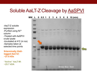 Soluble AaLT-ZCleavage by AaSPVI
-AaLT-Z soluble
expression
-Purified using Ni2+
column
-Treated with AaSPVI
crude lysate
-Incubated at 4oC (in ice)
-Samples taken at
selected time points
N-terminally His6-
tagged AaLT-Z:
~27.6 kDa
“Active” AaLT-M:
~25.7 kDA
MW L 0 0.5 1 2 3 4 5 6 8 10 (min)
Simply Blue Stain
30
25
 