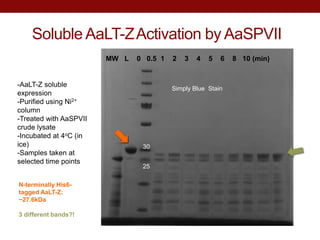 Soluble AaLT-ZActivation by AaSPVII
Simply Blue Stain
30
25
-AaLT-Z soluble
expression
-Purified using Ni2+
column
-Treated with AaSPVII
crude lysate
-Incubated at 4oC (in
ice)
-Samples taken at
selected time points
N-terminally His6-
tagged AaLT-Z:
~27.6kDa
3 different bands?!
MW L 0 0.5 1 2 3 4 5 6 8 10 (min)
 