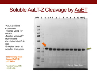 Soluble AaLT-ZCleavage by AaET
Simply Blue Stain
30
25
-AaLT-Z soluble
expression
-Purified using Ni2+
column
-Treated with AaET
crude lysate
-Incubated at 4oC (in
ice)
-Samples taken at
selected time points
N-terminally His6-
tagged AaLT-Z:
~27.6kDa
“Active” AaLT-M:
~25.7 kDA
MW L 0 0.5 1 2 3 4 5 6 8 10 (min)
 