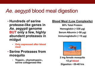 Ae. aegypti blood meal digestion
• Hundreds of serine
protease-like genes in
Ae. aegypti genome
BUT only a few, highly
abundant proteases in
midgut
• Only expressed after blood
meal
• Serine Proteases from
mosquito
• Trypsin-, chymotrypsin-,
serine collagenase-like
Blood Meal (Low Complexity)
80% Total Protein:
Hemoglobin (~330 μg)
Serum Albumin (~50 μg)
Immunoglobulin (~15 μg)
2 mg female mosquito
>2 μl blood
Digestion ~30-40 hrs
 
