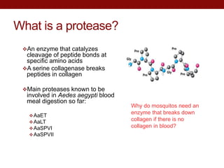 What is a protease?
An enzyme that catalyzes
cleavage of peptide bonds at
specific amino acids
A serine collagenase breaks
peptides in collagen
Main proteases known to be
involved in Aedes aegypti blood
meal digestion so far:
AaET
AaLT
AaSPVI
AaSPVII
Why do mosquitos need an
enzyme that breaks down
collagen if there is no
collagen in blood?
 