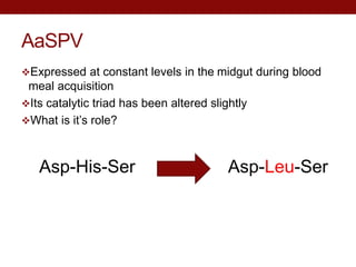 AaSPV
Expressed at constant levels in the midgut during blood
meal acquisition
Its catalytic triad has been altered slightly
What is it’s role?
Asp-His-Ser Asp-Leu-Ser
 