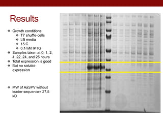 Results
 Growth conditions:
 T7 shuffle cells
 LB media
 15 C
 0.1mM IPTG
 Samples taken at 0, 1, 2,
4, 22, 24, and 26 hours
 Total expression is good
 But no soluble
expression
 MW of AaSPV without
leader sequence= 27.5
kD
 