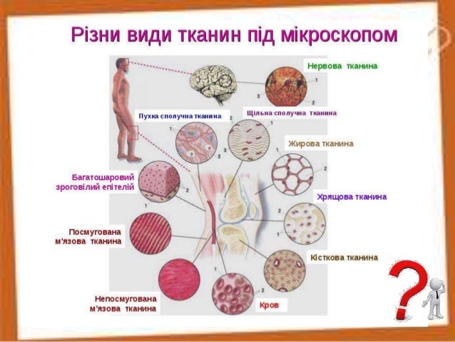 Характеристика тканин людини.