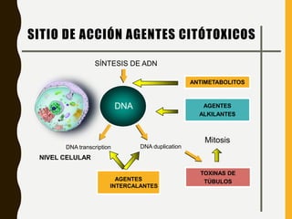 ANTIMETABOLITOS
DNA
DNA transcription DNA duplication
Mitosis
AGENTES
ALKILANTES
TOXINAS DE
TÚBULOSAGENTES
INTERCALANTES
NIVEL CELULAR
SITIO DE ACCIÓN AGENTES CITÓTOXICOS
SÍNTESIS DE ADN
 