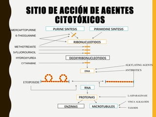 6-MERCAPTOPURINE
6-THIOGUANINE
METHOTREXATE
5-FLUOROURACIL
HYDROXYUREA
CYTARABINE
PURINE SINTESIS PIRIMIDINE SINTESIS
RIBONUCLEOTIDOS
DEOXYRIBONUCLEOTIDOS
DNA
RNA
PROTEINAS
MICROTUBULOSENZIMAS
L-ASPARAGINASE
VINCA ALKALOIDS
TAXOIDS
ALKYLATING AGENTS
ANTIBIOTICS
ETOPOSIDE
SITIO DE ACCIÓN DE AGENTES
CITOTÓXICOS
 