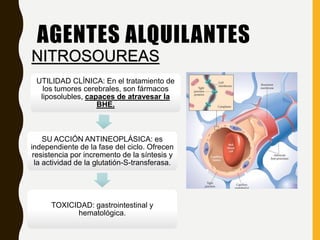 UTILIDAD CLÍNICA: En el tratamiento de
los tumores cerebrales, son fármacos
liposolubles, capaces de atravesar la
BHE.
SU ACCIÓN ANTINEOPLÁSICA: es
independiente de la fase del ciclo. Ofrecen
resistencia por incremento de la síntesis y
la actividad de la glutatión-S-transferasa.
TOXICIDAD: gastrointestinal y
hematológica.
AGENTES ALQUILANTES
NITROSOUREAS
 