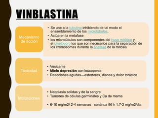 VINBLASTINA
• Se une a la tubulina inhibiendo de tal modo el
ensamblamiento de los microtúbulos.
• Actúa en la metafase
• los microtúbulos son componentes del huso mitótico y
el cinetocoro los que son necesarios para la separación de
los cromosomas durante la anafase de la mitosis
Mecanismo
de acción
• Vesicante
• Mielo depresión con leucopenia
• Reacciones agudas—estertores, disnea y dolor torácico
Toxicidad
• Neoplasia solidas y de la sangre
• Tumores de células germinales y Ca de mama
• 6-10 mg/m2/ 2-4 semanas continua 96 h 1.7-2 mg/m2/dia
Indicaciones
 