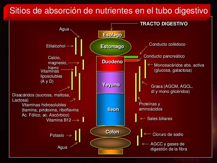 69077266 absorcion-nutrientes
