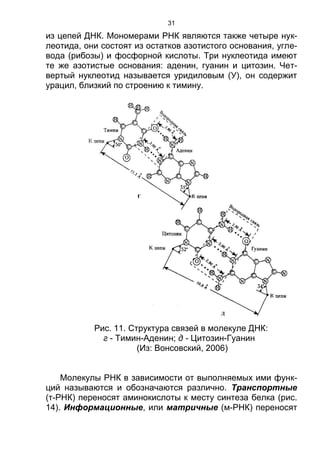 31
из цепей ДНК. Мономерами РНК являются также четыре нук-
леотида, они состоят из остатков азотистого основания, угле-
вода (рибозы) и фосфорной кислоты. Три нуклеотида имеют
те же азотистые основания: аденин, гуанин и цитозин. Чет-
вертый нуклеотид называется уридиловым (У), он содержит
урацил, близкий по строению к тимину.
Рис. 11. Структура связей в молекуле ДНК:
г - Тимин-Аденин; д - Цитозин-Гуанин
(Из: Вонсовский, 2006)
Молекулы РНК в зависимости от выполняемых ими функ-
ций называются и обозначаются различно. Транспортные
(т-РНК) переносят аминокислоты к месту синтеза белка (рис.
14). Информационные, или матричные (м-РНК) переносят
Copyright ОАО «ЦКБ «БИБКОМ» & ООО «Aгентство Kнига-Cервис»
 