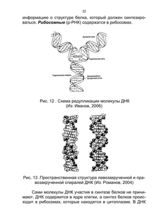32
информацию о структуре белка, который должен синтезиро-
ваться. Рибосомные (р-РНК) содержатся в рибосомах.
Рис. 12 . Схема редупликации молекулы ДНК
(Из: Иванов, 2006)
Рис. 13 .Пространственная структура левозакрученной и пра-
возакрученной спиралей ДНК (Из: Романов, 2004)
Сами молекулы ДНК участия в синтезе белков не прини-
мают. ДНК содержится в ядре клетки, а синтез белков проис-
ходит в рибосомах, которые находятся в цитоплазме. В ДНК
Copyright ОАО «ЦКБ «БИБКОМ» & ООО «Aгентство Kнига-Cервис»
 