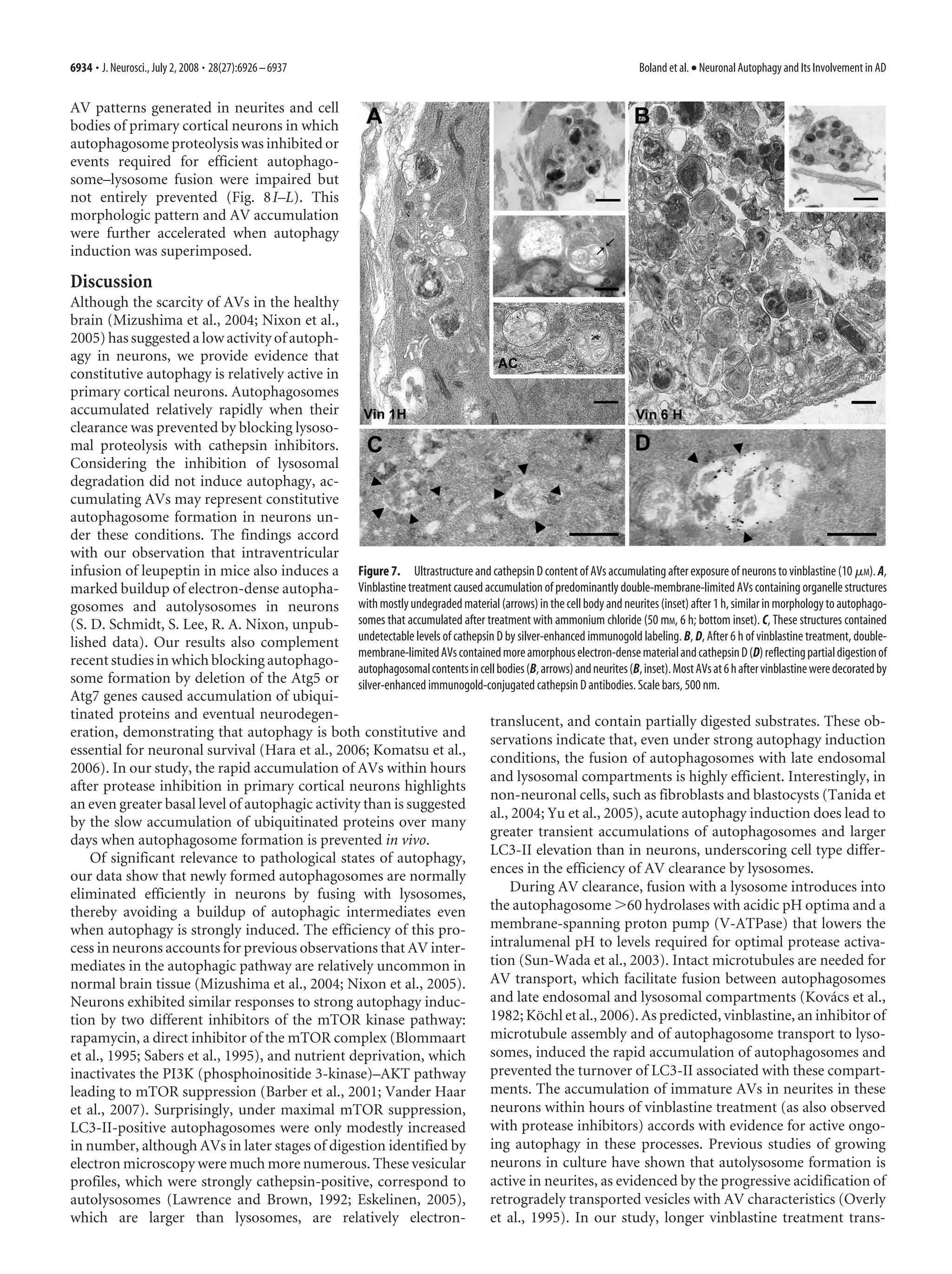6934 • J. Neurosci., July 2, 2008 • 28(27):6926 – 6937                                                                     Boland et al. • Neuronal Autophagy and Its Involvement in AD


AV patterns generated in neurites and cell
bodies of primary cortical neurons in which
autophagosome proteolysis was inhibited or
events required for efficient autophago-
some–lysosome fusion were impaired but
not entirely prevented (Fig. 8 I–L). This
morphologic pattern and AV accumulation
were further accelerated when autophagy
induction was superimposed.

Discussion
Although the scarcity of AVs in the healthy
brain (Mizushima et al., 2004; Nixon et al.,
2005) has suggested a low activity of autoph-
agy in neurons, we provide evidence that
constitutive autophagy is relatively active in
primary cortical neurons. Autophagosomes
accumulated relatively rapidly when their
clearance was prevented by blocking lysoso-
mal proteolysis with cathepsin inhibitors.
Considering the inhibition of lysosomal
degradation did not induce autophagy, ac-
cumulating AVs may represent constitutive
autophagosome formation in neurons un-
der these conditions. The findings accord
with our observation that intraventricular
infusion of leupeptin in mice also induces a Figure 7. Ultrastructure and cathepsin D content of AVs accumulating after exposure of neurons to vinblastine (10 ␮M). A,
marked buildup of electron-dense autopha- Vinblastine treatment caused accumulation of predominantly double-membrane-limited AVs containing organelle structures
gosomes and autolysosomes in neurons with mostly undegraded material (arrows) in the cell body and neurites (inset) after 1 h, similar in morphology to autophago-
(S. D. Schmidt, S. Lee, R. A. Nixon, unpub- somes that accumulated after treatment with ammonium chloride (50 mM, 6 h; bottom inset). C, These structures contained
lished data). Our results also complement undetectable levels of cathepsin D by silver-enhanced immunogold labeling. B, D, After 6 h of vinblastine treatment, double-
                                                  membrane-limited AVs contained more amorphous electron-dense material and cathepsin D (D) reflecting partial digestion of
recent studies in which blocking autophago-
                                                  autophagosomal contents in cell bodies (B, arrows) and neurites (B, inset). Most AVs at 6 h after vinblastine were decorated by
some formation by deletion of the Atg5 or silver-enhanced immunogold-conjugated cathepsin D antibodies. Scale bars, 500 nm.
Atg7 genes caused accumulation of ubiqui-
tinated proteins and eventual neurodegen-                                      translucent, and contain partially digested substrates. These ob-
eration, demonstrating that autophagy is both constitutive and                 servations indicate that, even under strong autophagy induction
essential for neuronal survival (Hara et al., 2006; Komatsu et al.,
                                                                               conditions, the fusion of autophagosomes with late endosomal
2006). In our study, the rapid accumulation of AVs within hours
                                                                               and lysosomal compartments is highly efficient. Interestingly, in
after protease inhibition in primary cortical neurons highlights
                                                                               non-neuronal cells, such as fibroblasts and blastocysts (Tanida et
an even greater basal level of autophagic activity than is suggested
                                                                               al., 2004; Yu et al., 2005), acute autophagy induction does lead to
by the slow accumulation of ubiquitinated proteins over many
                                                                               greater transient accumulations of autophagosomes and larger
days when autophagosome formation is prevented in vivo.
                                                                               LC3-II elevation than in neurons, underscoring cell type differ-
    Of significant relevance to pathological states of autophagy,
our data show that newly formed autophagosomes are normally                    ences in the efficiency of AV clearance by lysosomes.
eliminated efficiently in neurons by fusing with lysosomes,                         During AV clearance, fusion with a lysosome introduces into
thereby avoiding a buildup of autophagic intermediates even                    the autophagosome Ͼ60 hydrolases with acidic pH optima and a
when autophagy is strongly induced. The efficiency of this pro-                membrane-spanning proton pump (V-ATPase) that lowers the
cess in neurons accounts for previous observations that AV inter-              intralumenal pH to levels required for optimal protease activa-
mediates in the autophagic pathway are relatively uncommon in                  tion (Sun-Wada et al., 2003). Intact microtubules are needed for
normal brain tissue (Mizushima et al., 2004; Nixon et al., 2005).              AV transport, which facilitate fusion between autophagosomes
Neurons exhibited similar responses to strong autophagy induc-                 and late endosomal and lysosomal compartments (Kovacs et al.,                         ´
tion by two different inhibitors of the mTOR kinase pathway:                   1982; Kochl et al., 2006). As predicted, vinblastine, an inhibitor of
                                                                                           ¨
rapamycin, a direct inhibitor of the mTOR complex (Blommaart                   microtubule assembly and of autophagosome transport to lyso-
et al., 1995; Sabers et al., 1995), and nutrient deprivation, which            somes, induced the rapid accumulation of autophagosomes and
inactivates the PI3K (phosphoinositide 3-kinase)–AKT pathway                   prevented the turnover of LC3-II associated with these compart-
leading to mTOR suppression (Barber et al., 2001; Vander Haar                  ments. The accumulation of immature AVs in neurites in these
et al., 2007). Surprisingly, under maximal mTOR suppression,                   neurons within hours of vinblastine treatment (as also observed
LC3-II-positive autophagosomes were only modestly increased                    with protease inhibitors) accords with evidence for active ongo-
in number, although AVs in later stages of digestion identified by             ing autophagy in these processes. Previous studies of growing
electron microscopy were much more numerous. These vesicular                   neurons in culture have shown that autolysosome formation is
profiles, which were strongly cathepsin-positive, correspond to                active in neurites, as evidenced by the progressive acidification of
autolysosomes (Lawrence and Brown, 1992; Eskelinen, 2005),                     retrogradely transported vesicles with AV characteristics (Overly
which are larger than lysosomes, are relatively electron-                      et al., 1995). In our study, longer vinblastine treatment trans-
 
