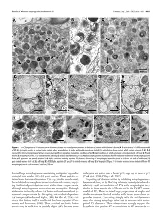 Boland et al. • Neuronal Autophagy and Its Involvement in AD                                                                                  J. Neurosci., July 2, 2008 • 28(27):6926 – 6937 • 6935




Figure 8. A–C, Comparison of AV ultrastructure in Alzheimer’s disease and treated primary neurons: In the brains of patients with Alzheimer’s disease (A, B) or the brain of a PS/APP mouse model
of AD (C), dystrophic neurites in cerebral cortex contain robust accumulations of single- and double-membrane-limited AVs with electron-dense content, which contain cathepsin D (B). D–L
represent the internal morphology of primary neurons during different autophagy modulating conditions. D and E depict conditions in which autophagy is strongly induced: cell body (D, F ) and
neurite (E) of rapamycin (10 nM; 24 h)-treated neurons; cell body (G) of EBSS-starved neurons (24 h). H depicts autophagosomes in perikarya after 1 h vinblastine treatment in which autophagosome
fusion with lysosomes are severely impaired. I–L depict conditions involving impaired AV clearance illustrating AV morphologies resembling those in AD brain: cell body of vinblastine (10
␮M)-treated neurons for 6 h (I, J ); cell body (K ) of EBSS plus pepstatin (20 ␮M; 24 h)-treated neurons; cell body (L) of leupeptin (20 ␮M; 24 h)-treated neurons. Arrows indicate different AV
morphologies seen in each treatment. Scale bars, 500 nm.


formed large autophagosomes containing undigested organellar                                       cathepsins are active over a broad pH range up to neutral pH
material into smaller (0.3–1.0 ␮m) vesicles. These vesicles re-                                    (Turk et al., 1999; Pillay et al., 2002).
tained some features of immature AVs (e.g., double membranes),                                         Impeding AV clearance either by inhibiting autophagosome–
but exhibited an amorphous dense intralumenal content, imply-                                      lysosome delivery or by blocking substrate proteolysis induced a
ing that limited proteolysis occurred within these compartments,                                   relatively rapid accumulation of AVs with morphologies very
although autophagosome maturation was incomplete. Although                                         similar to those seen in the AD brain and in the PS/APP mouse
vinblastine indirectly reduces AV fusion with endosomal and ly-                                    model of AD. These included large proportions of single- and
sosomal compartments by disrupting microtubule-dependent                                           double-membrane-limited vesicles with dense amorphous or
AV transport (Gordon and Seglen, 1988; Kochl et al., 2006), evi-
                                            ¨                                                      granular content, contrasting sharply with the autolysosomes
dence that fusion itself is unaffected has been reported (Pun-                                     seen after strong autophagy induction in neurons with unim-
nonen and Reunanen, 1990). Thus, residual stochastic fusion                                        paired AV clearance. These observations strongly support the
events may be sufficient to partially digest AVs, because some                                     hypothesis that profuse AV accumulation in AD neurons is re-
 