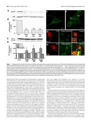 6928 • J. Neurosci., July 2, 2008 • 28(27):6926 – 6937                                                                                   Boland et al. • Neuronal Autophagy and Its Involvement in AD




Figure 1. Autophagy induction in primary cortical neurons. A, Western blot analyses showing a rapid and sustained decrease in mTOR-mediated phosphorylation of p-p70 immunoreactivity
relative to total p70 immunoreactivity after rapamycin (10 nM) addition to the medium for 1–24 h. B, Densitometric analyses of gels in A (n ϭ 6; mean Ϯ SEM): ratios of immunoreactive p-p70
relative to total p70 in rapamycin-treated neurons are expressed as a percentage of the untreated control value for each time point (***p Ͻ 0.001). C, Representative blot of LC3-I and LC3-II
immunoreactivity in neurons treated with rapamycin (10 nM) for 1, 6, and 24 h. D, Graph depicting changes in LC3-I, LC3-II, and tubulin levels in neurons treated with rapamycin 1, 6, and 24 h (*p Ͻ
0.05). E, Immunostaining for LC3 distribution in control cortical neurons and rapamycin-treated (10 nM; 24 h) neurons. F, The arrows indicate punctate LC3 representative of AV membranes. Scale
bars, 5 ␮m. G–I, Live imaging of BODIPY-pepstatin-FL in DsRed-LC3 transfected neurons. DsRed-LC3 is primarily cytosolic in control neurons (G, left panel) but relocated into vesicles after treatment
with rapamycin (10 nM) for 6 h (H, left panels). Rapamycin-induced AVs contain lysosomal enzymes: H and I, inset, illustrate varying degrees to which autolysosomes have matured to lysosomes.
Background BODIPY-pepstatin-FL labeling indicates lysosomal compartments in neighboring untransfected neurons. Scale bars: G–I, 10 ␮m.


Bradford Assay (Pierce) and samples were standardized to 1 ␮g/␮l using                               care) were applied and membranes were exposed to x-ray film.
70% trichloroacetic acid to precipitate cell lysates that were resuspended                           Densitometry of bands representing protein expression was done using
in equal volumes of lysis buffer. Sample loading buffer (2ϫ) (62.5 mM                                Image-J (NIH Image, version 1.63) software from the National Institutes
Tris-HCl, pH 6.8, 25% glycerol, 2% SDS, 0.01% bromophenol blue, 710                                  of Health. For each immunoblot, the band intensity of each lane was
␮M ␤-mercaptoethanol) was added to cell lysates at a 1:1 ratio with lysis                            normalized relative to the control lane. Subsequently, the percentage
buffer before heating samples for 5 min at 90°C. Tris-glycine gels (In-                              change between treatments was calculated based on the normalized
vitrogen) were loaded with 25 ␮g/well protein and separated using a 10%                              values.
gel for phospho-p70 S6 kinase (Thr 389), and total p70 S6 kinase (both                                  Immunocytochemistry. Neurons were fixed for immunocytochemistry
from Cell Signaling) and a 16% gel to separate light chain 3 of                                      analyses by removing culture medium, washing (three times) in PBS, and
microtubule-associated protein 1A/B (LC3-I) and LC3-II. Separated                                    adding 4% paraformaldehyde/PBS, pH 7.4, for 15 min at RT. Neurons
proteins were transferred onto 0.2 ␮m nitrocellulose membranes (Prot-                                were permeabilized for 15 min in 0.02% Triton X-100/PBS and then
ran; Whatman) for 2 h at 250 mA (p70S6 kinase) or 8 h at 100 mA (LC3).                               blocked for 1 h at RT with a 2% fetal bovine serum/0.02% Triton X-100/
Membranes were rinsed in Tris-buffered saline containing 0.1% Tween                                  PBS blocking solution. Primary antibodies were made up in blocking
20 (TBS-T) before being blocked at RT for 1 h in a 5% nonfat milk/TBS-T                              solution and incubated for 2 h with neuron-specific class III ␤-tubulin
solution. Primary antibodies were diluted in a 1% BSA/TBS-T solution at                              (1:1000; TUJ-1; R&D Systems), overnight for LC3 (1:250; Nanotools)
1:250 for both p-p70 and total p70, and at 1:1000 for LC3 (primary                                   and cathepsin D (1:5000; in house) at 4°C. Cells were washed (three
antibody raised against rattus LC3 based on a GST-tagged recombinant                                 times) in PBS for 10 min before incubation with TRITC (tetramethyl-
protein) (Yu et al., 2005). Membranes were incubated with primary an-                                rhodamine isothiocyanate)- and FITC (fluorescein isothiocyanate)-
tibody for 2 h at RT, washed three times in TBS-T, and then incubated for                            labeled secondary antibodies (1:1000/blocking solution; Invitrogen) for
1 h at RT in secondary antibody solution (3% nonfat milk/TBS-T) con-                                 1 h at RT. Neurons were washed (three times) in PBS for 10 min before
taining alkaline phosphatase-conjugated secondary antibodies (Pro-                                   mounting coverslips onto microscope slides with anti-fade Gelmount
mega) for p-p70S6 kinase and total p70S6 kinase blots, and a horseradish                             (Biomeda) and visualized using a Zeiss confocal microscope.
peroxidase-conjugated antibody for LC3 blots (GE Healthcare). Mem-                                      Immunoelectron microscopy. Neurons were fixed with 4% paraformal-
branes were washed three times for 10 min in PBS-Tween before chemi-                                 dehyde, 0.15% glutaraldehyde, and 4% sucrose in 0.1 M sodium cacody-
luminescent substrates (CDP-Star; Applied Biosystems; ECL; GE Health-                                late buffer in Neurobasal media for 30 min at 37°C followed by incuba-
 