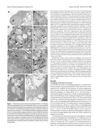 Boland et al. • Neuronal Autophagy and Its Involvement in AD                                                                         J. Neurosci., July 2, 2008 • 28(27):6926 – 6937 • 6929


                                                                                                     tion in fixative without Neurobasal at 4°C for 24 h. Preembedding and
                                                                                                     postembedding immuno-EM were done in parallel, using the same pri-
                                                                                                     mary antibody. For preembedding, cells were incubated with 0.1% so-
                                                                                                     dium borohydride in PBS for 15 min and washed (four times) in PBS for
                                                                                                     10 min. Cells were permeabilized with 0.05% Triton X-100 in PBS for 30
                                                                                                     min, washed in PBS (four times) for 10 min, and then blocked with 5%
                                                                                                     BSA and 5% normal goat serum in PBS for 1 h at 4°C. Cells were incu-
                                                                                                     bated with primary antibody polyclonal cathepsin D (1:2000 in blocking
                                                                                                     buffer) at 4°C overnight followed by washing and incubation with ultras-
                                                                                                     mall gold-conjugated goat anti-rabbit secondary antibody (1:100 in
                                                                                                     blocking buffer) for 2 h at RT. Ultrasmall gold was silver-enhanced with
                                                                                                     Custom Ultra Small kit (Electron Microscopy Sciences) using the man-
                                                                                                     ufacturer’s guidelines. After silver enhancement, cells were postfixed
                                                                                                     with osmium tetroxide and processed for EM, as described previously
                                                                                                     (Yu et al., 2005). For postembedding immuno-EM, cells were fixed with
                                                                                                     freshly made 3% paraformaldehyde containing 0.1% glutaraldehyde and
                                                                                                     4% sucrose in 0.1 M sodium cacodylate buffer. After fixation, cells were
                                                                                                     washed, dehydrated, and embedded in Lowicryl K4M (Polysciences) and
                                                                                                     polymerized under UV light (360 nm) at Ϫ35°C. Ultrathin sections were
                                                                                                     cut and mounted on Formvar and carbon coated nickel grids. After
                                                                                                     incubation with primary antibodies at 4°C overnight, gold-conjugated
                                                                                                     secondary antibodies [18 nm Colloidal Gold-AffiniPure Goat Anti-
                                                                                                     Rabbit IgG(HϩL); Jackson ImmunoResearch Laboratories; 15 nm Pro-
                                                                                                     tein A Gold; Cell Microscopy Center, University Medical Center Utrecht,
                                                                                                     Utrecht, The Netherlands] were applied and stained with uranyl acetate
                                                                                                     and lead citrate by standard methods. Postembedding immunogold elec-
                                                                                                     tron microscopy on human brain was performed as previously described
                                                                                                     (Nixon et al., 2005).
                                                                                                        Morphometric analysis. The number of autophagic vacuoles per cell
                                                                                                     body were counted using EM images at direct magnification of 10,500ϫ
                                                                                                     (64 ␮m 2) for the various treatment conditions. Electron micrographs
                                                                                                     (25–100 images per treatment condition) were examined, and values are
                                                                                                     expressed as AVs per field. For our analysis, we identified AVs as com-
                                                                                                     partments of 0.5 ␮m in diameter or larger. Autophagic vacuoles were
                                                                                                     further classified according to whether they were autophagosomes or
                                                                                                     autolysosomes based on two qualities: autophagosomes have double
                                                                                                     membranes and uncompacted cytoplasmic material including organelles
                                                                                                     such as mitochondria and ribosomes, whereas autolysosomes are single-
                                                                                                     or double-membrane-limited vesicles with densely compacted amor-
                                                                                                     phous or multilamellar contents. All numerical values are expressed as
                                                                                                     mean Ϯ SEM.

                                                                                                     Results
                                                                                                     Autophagy induction in neurons
                                                                                                     As a baseline for studies of autophagy induction, we used neurons
                                                                                                     from postnatal rat pups [postnatal day 0 (P0)] grown for 5 d in a
                                                                                                     nutrient-rich condition in the presence of serum supplement,
                                                                                                     B27. Exposure of these cells to rapamycin (10 nM) for 1 h rapidly
                                                                                                     induced autophagy, as evidenced by a 78 Ϯ 4.5% decrease in
                                                                                                     mammalian target of rapamycin (mTOR)-mediated phosphory-
                                                                                                     lation of p70 S6 kinase (ratio of phosphorylated p70 to total p70)
                                                                                                     compared with untreated neurons (Fig. 1 A, B). Decreased mTOR
                                                                                                     activity was sustained during rapamycin treatment for 6 –24 h
                                                                                                     (Fig. 1 A, B). Posttranslational modification of cytosolic LC3-I to
Figure 2. A, B, AV ultrastructure in neurons during autophagy induction: 5-d-old primary             LC3-II is followed by LC3-II translocation to nascent autophago-
cortical neurons displayed few AVs in their cell bodies (A) (scale bar, 2 ␮m) and neurites (B). C,   somal membranes, which is a useful index of autophagosome
Appearance of large clear autophagic fusion compartments in the cell body after rapamycin (10        formation (Mizushima, 2004). Rapamycin elevated LC3-II levels
nM) treatment for 1 h. D, Electron-dense sequestered material was observed in neurites after         by 55 Ϯ 3% at 1 h and by 80 –90% from 6 to 24 h (Fig. 1 D).
rapamycin (10 nM) treatment for 1 h. E, F, Prolonged activation of autophagy with rapamycin          Tubulin levels, serving as an additional independent control pro-
(10 nM; 24 h) revealed multiple autophagic compartments in both cell bodies (E) and neurites         tein, did not change significantly under any of the conditions of
(F ). G, H, Ultrastructural localization of cathepsin D in control (G) and rapamycin (10 nM; 6 h)-   analysis in this study.
treated neurons by silver-enhanced immunogold labeling with cathepsin D antibody (H ). In                Cortical neurons cultured in nutrient-rich media for 5 d rarely
control neurons, cathepsin D is abundant in lysosomes with relatively little electron-dense
                                                                                                     contained autophagosomes identified by LC3 labeling or by ul-
content (arrows). Most AVs in rapamycin-treated neurons are decorated with silver-enhanced
immunogold (arrows), indicating the presence of cathepsin D. Scale bars, 500 nm (except as
                                                                                                     trastructural analysis (Figs. 1 E, 2 A, B). Rapamycin (10 nM) treat-
otherwise noted).                                                                                    ment of neurons for 24 h caused LC3 immunoreactivity in
                                                                                                     perikarya to redistribute from the cytosol to vesicular structures
                                                                                                     (Fig. 1 F). To visualize the maturation of autophagic vacuoles, we
 