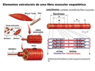 Elementos estruturais de uma fibra muscular esquelética
Os filamentos finos deslizam-se sobre os grossos na presença de
Ca.
SARCÔMERO: unidade contrátil da fibra muscular
 