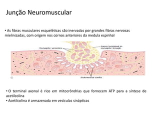 Junção Neuromuscular
• As fibras musculares esqueléticas são inervadas por grandes fibras nervosas
mielinizadas, com origem nos cornos anteriores da medula espinhal
• O terminal axonal é rico em mitocrôndrias que fornecem ATP para a síntese de
acetilcolina
• Acetilcolina é armazenada em vesículas sinápticas
 